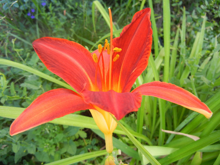 Hemerocallis Red (2012, June 29) - Hemerocallis Red