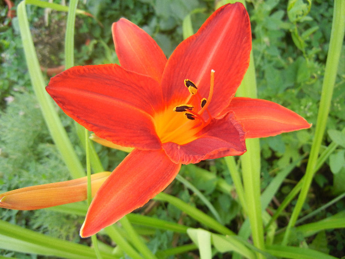 Daylily Red (2012, June 29) - Hemerocallis Red