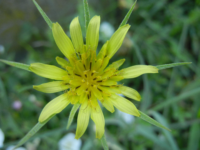 Tragopogon dubius (2012, June 28)