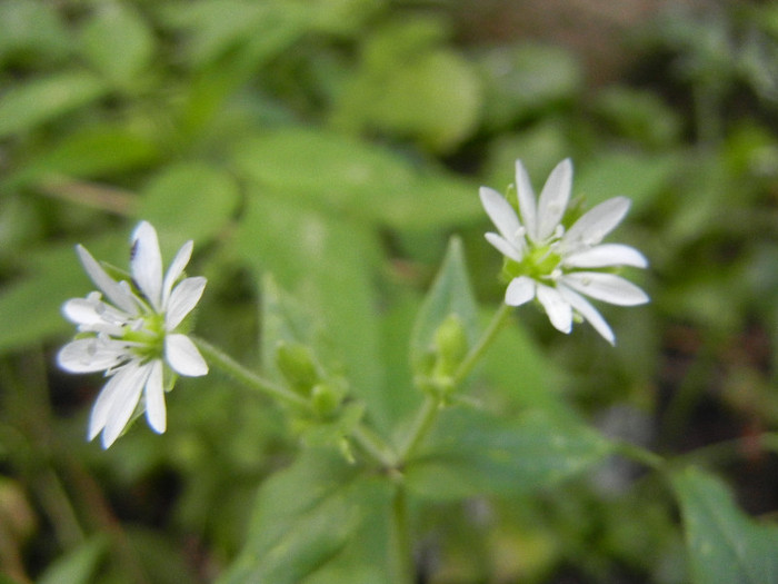 Stellaria media (2012, June 27)