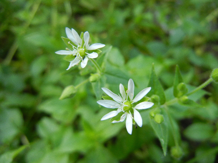 Stellaria media (2012, June 27) - Stellaria media_Chickweed