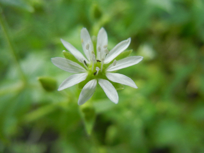 Common Chickweed (2012, June 27) - Stellaria media_Chickweed