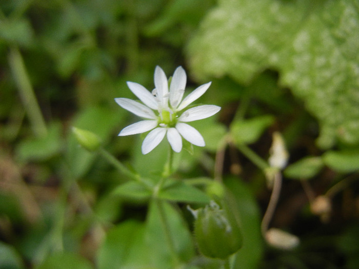 Common Chickweed (2012, June 27) - Stellaria media_Chickweed