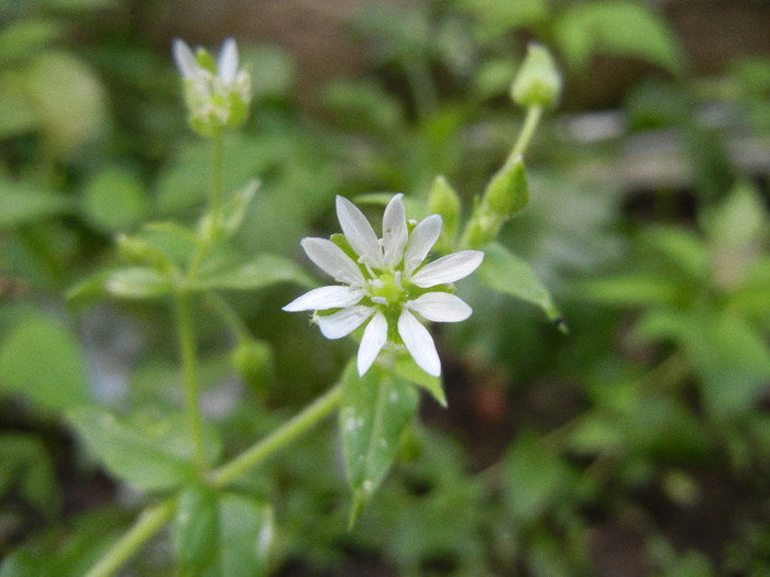 Common Chickweed (2012, June 27) - Stellaria media_Chickweed