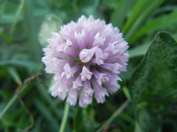 Trifolium pratense (2012, June 28) - Trifolium pratense_Red Clover