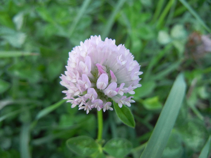 Trifolium pratense (2012, June 28)