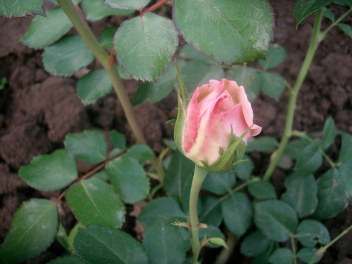 SANY0022