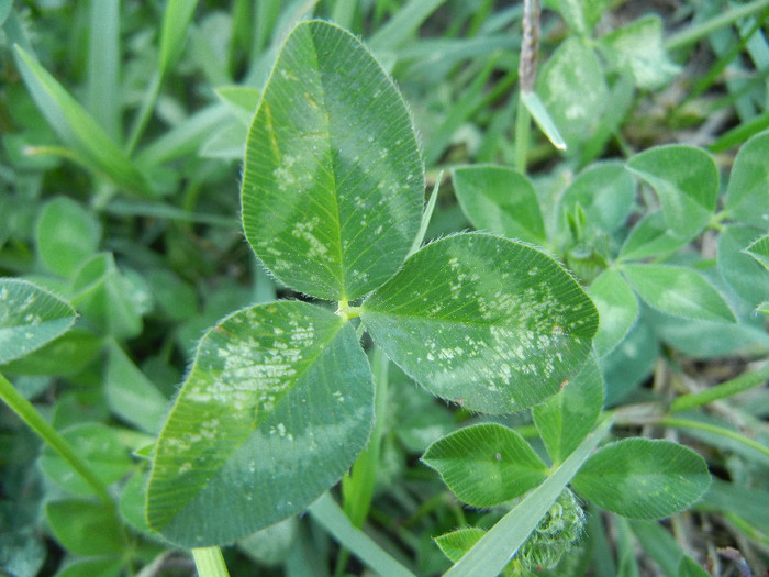 Red Clover leaves (2012, June 28) - Trifolium pratense_Red Clover