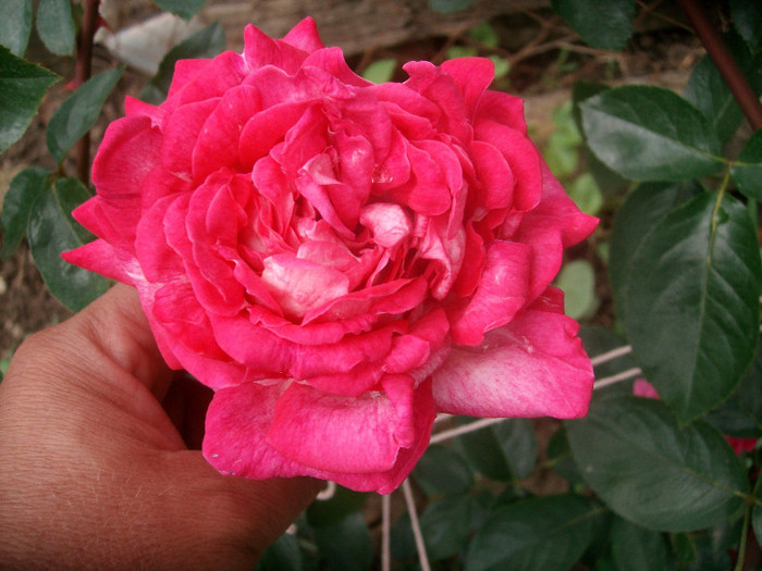 SANY0064