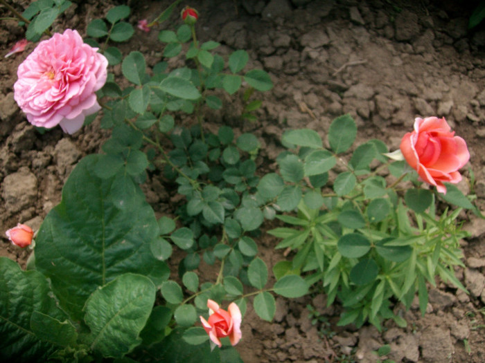 SANY0082 - Trandafiri 2012