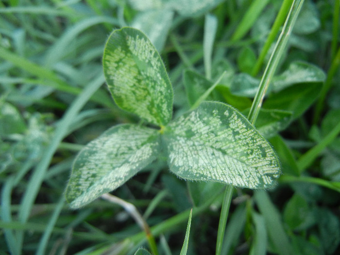 Red Clover leaves (2012, June 28) - Trifolium pratense_Red Clover