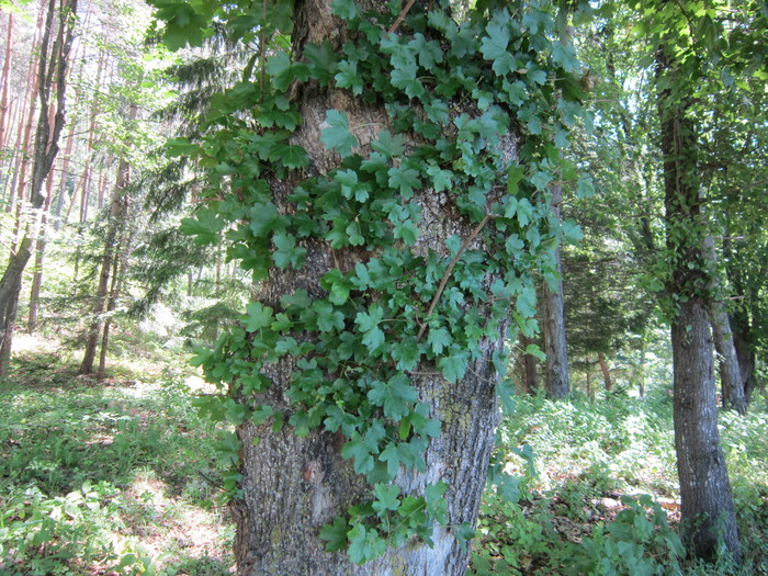  - peisaje de unde locuiesc