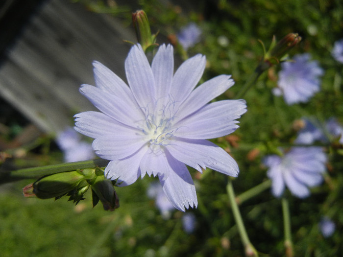 Cichorium intybus (2012, June 28) - Cichorium intybus_Cichory