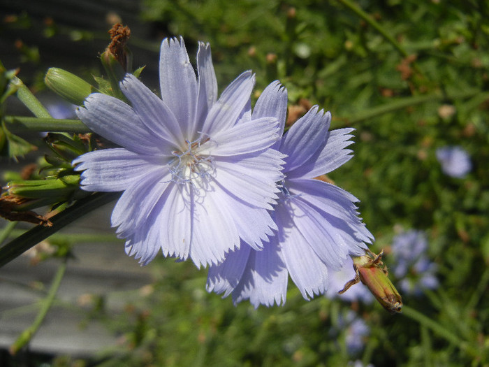 Cichorium intybus (2012, June 28) - Cichorium intybus_Cichory