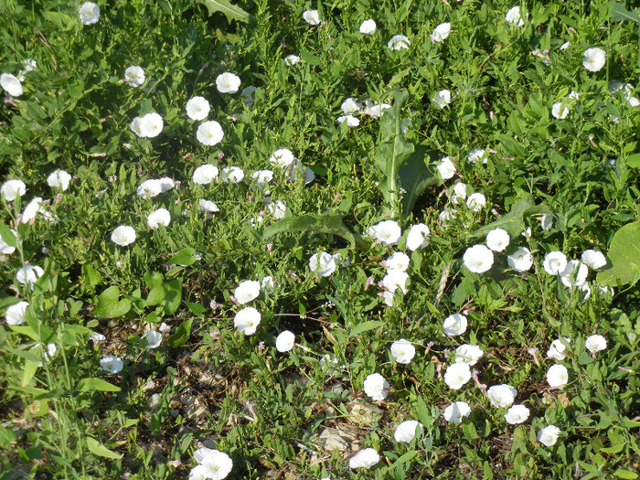 Field Bindweed (2012, June 29) - Convolvulus arvensis