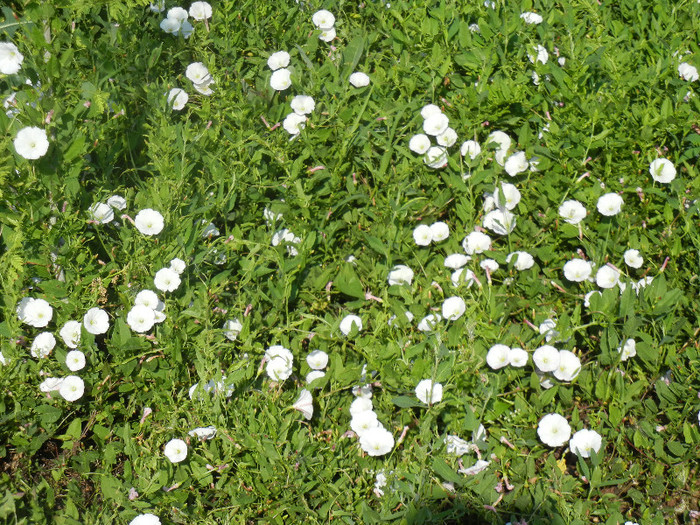 Field Bindweed (2012, June 29) - Convolvulus arvensis