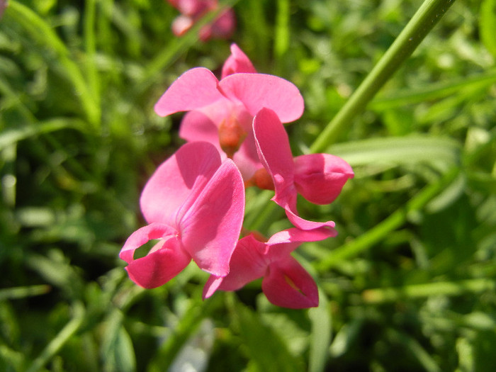 Everlasting Pea (2012, June 28) - Lathyrus latifolius