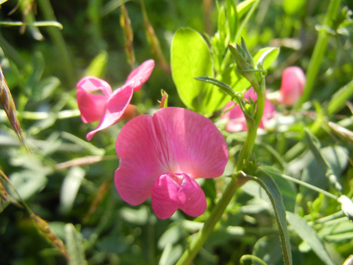 Everlasting Pea (2012, June 29) - Lathyrus latifolius