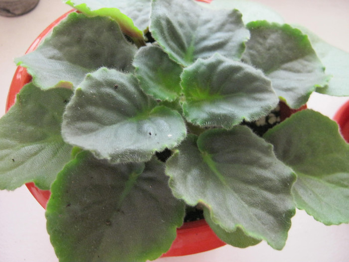 Violete 20 - Midnight Twist; Multumesc Arianna!
