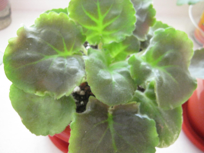 Violete 21 - Feather; Multumesc Arianna!
