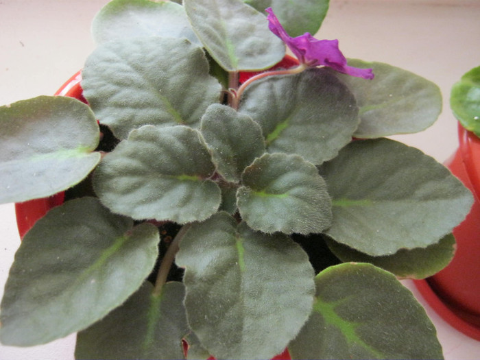 Violete 22 - Bliznecy; Multumesc Arianna!
