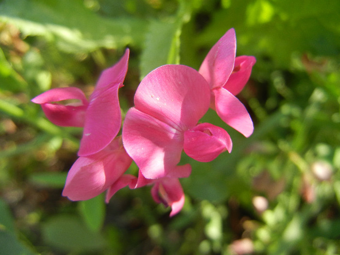 Lathyrus latifolius, 29jun2012 - Lathyrus latifolius