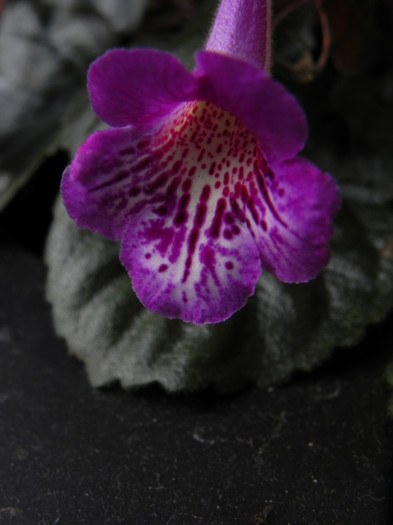 hibrid Glory Be - Sinningia