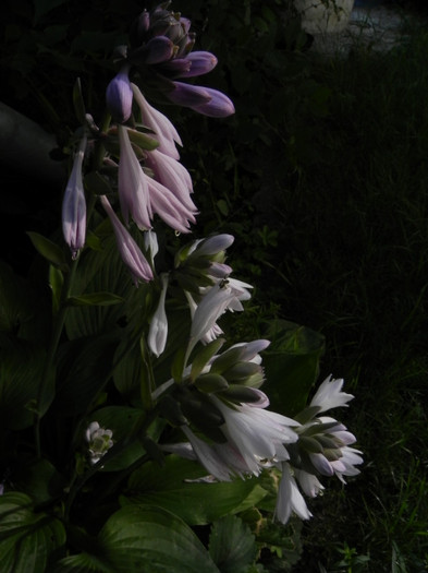  - GRADINA