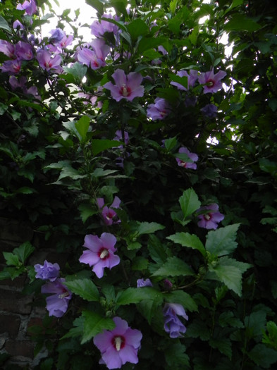  - GRADINA