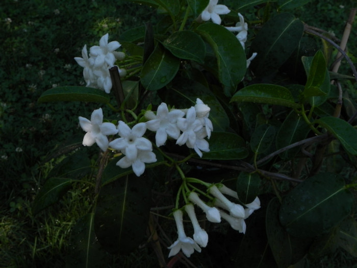  - Stephanotis