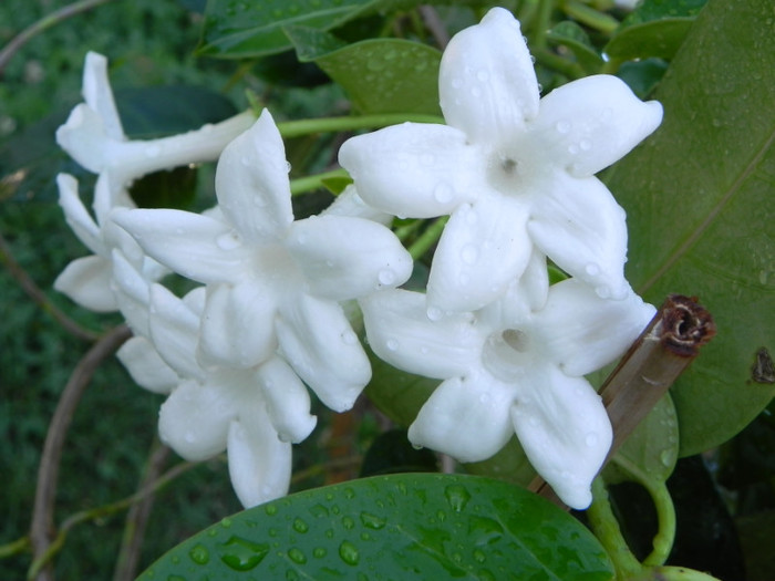  - Stephanotis