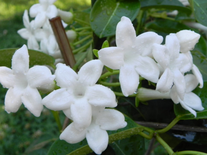  - Stephanotis