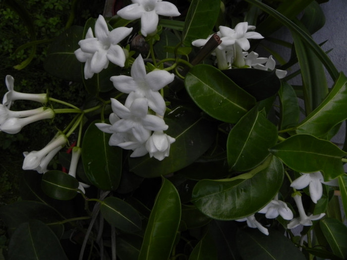  - Stephanotis