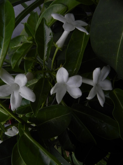  - Stephanotis