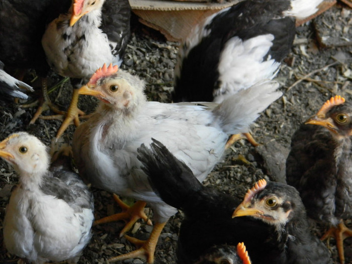 Pui Italiana - Pui Italiana 2012