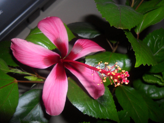 Hibiscus Fijian Island