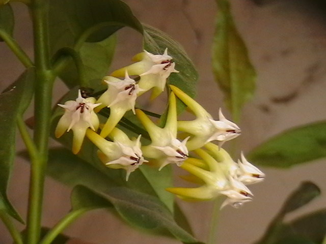 Picture 086 - multiflora