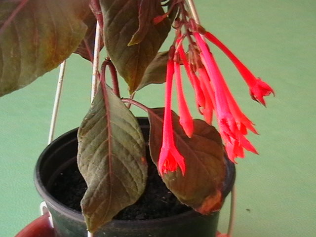 fuchsia tigareta