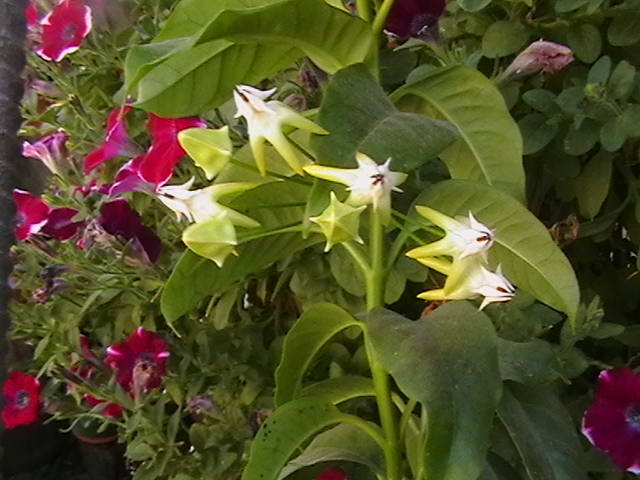 hoya multiflora