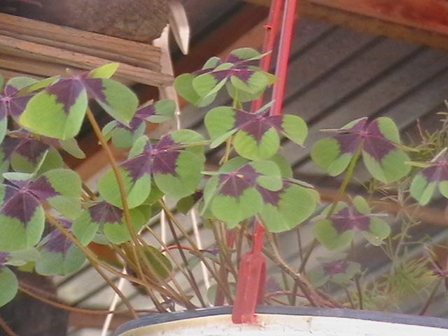 oxalis iron