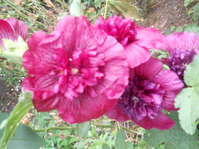 DSCN2994