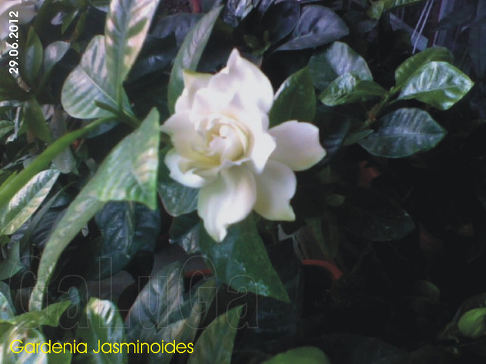 Gardenia Jasminoides; A doua floare in 2012
