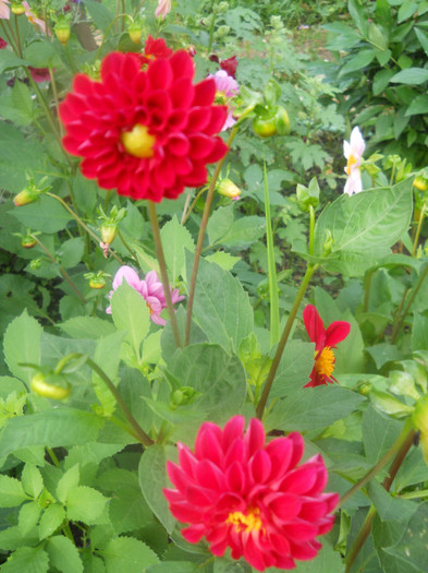 DSCN3008