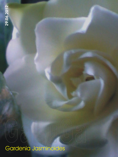 Gardenia Jasminoides; Detaliu floarea nr. 2 din  2012
