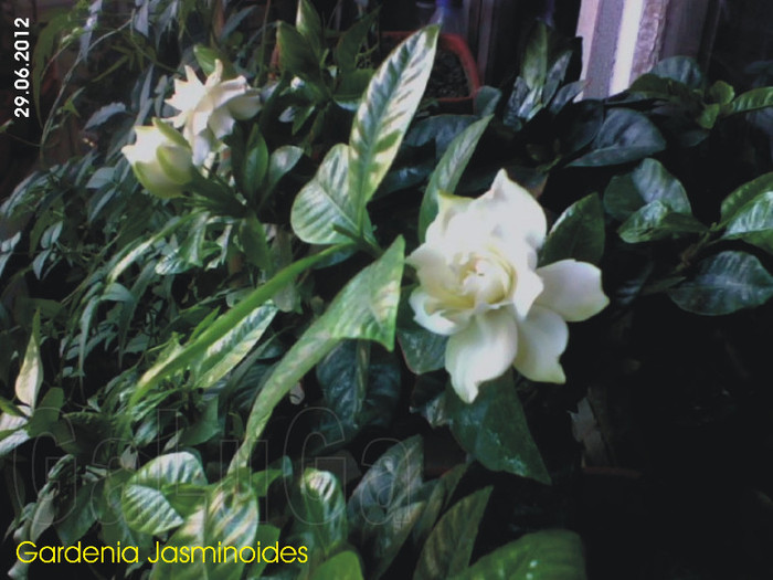Gardenia Jasminoides; Apare si floarea nr. 3 din 2012
