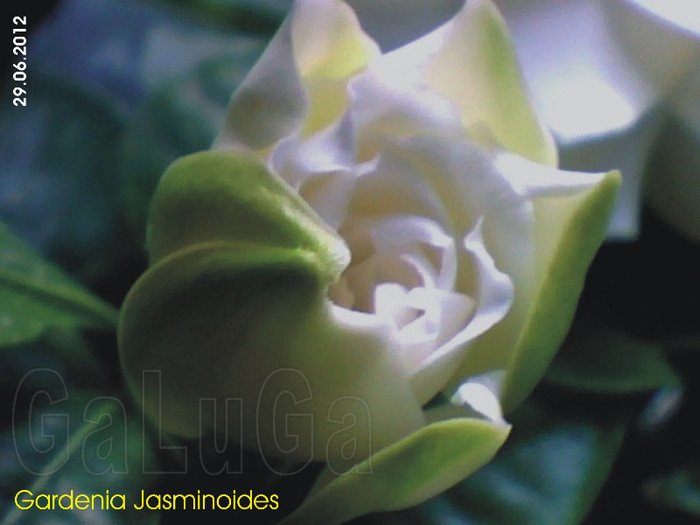 Gardenia Jasminoides; Viitoarea floare nr. 3 din 2012
