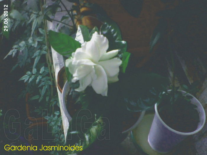 Gardenia Jasminoides; Pui de un an cu floare; estre primul dintre fratii lui de inradacinare care infloreste.
