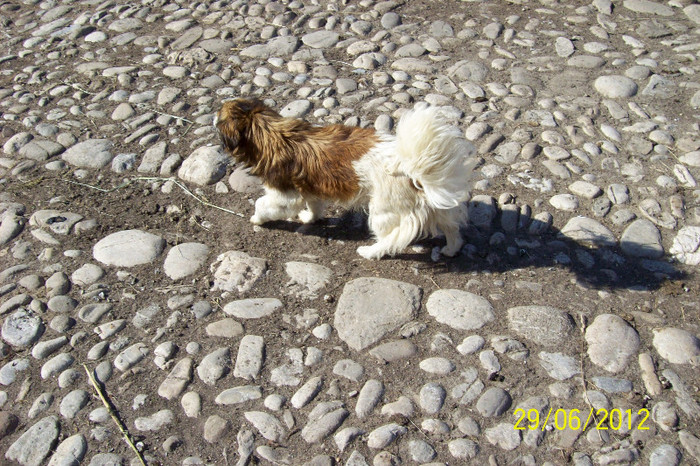 CATTELUSA DOLLY