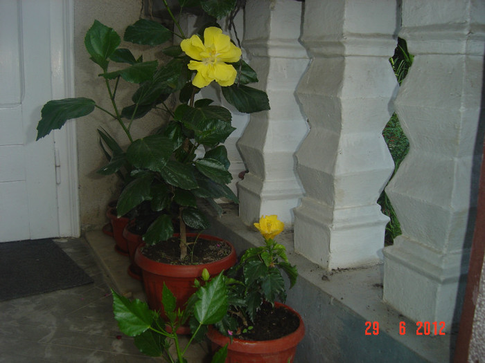 poze 1140 - 09-2012-HIBISCUS