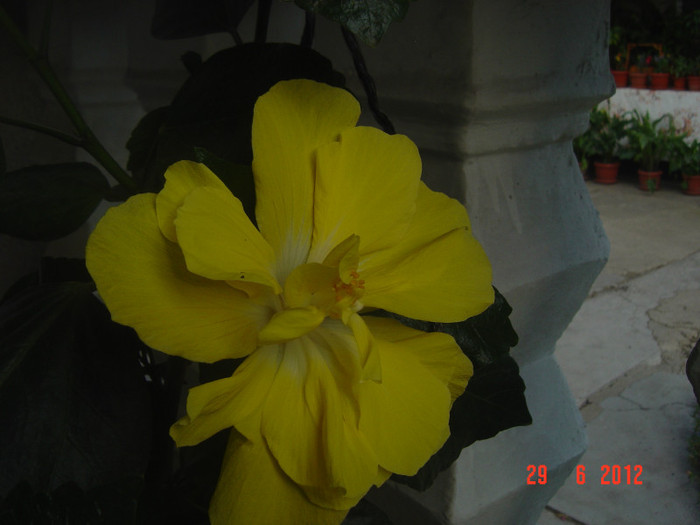 poze 1138 - 09-2012-HIBISCUS